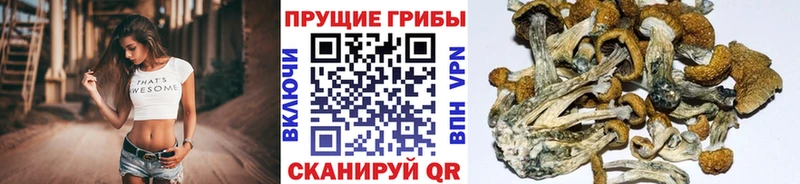 Галлюциногенные грибы мицелий  что такое наркотик  ОМГ ОМГ ТОР  Чайковский 